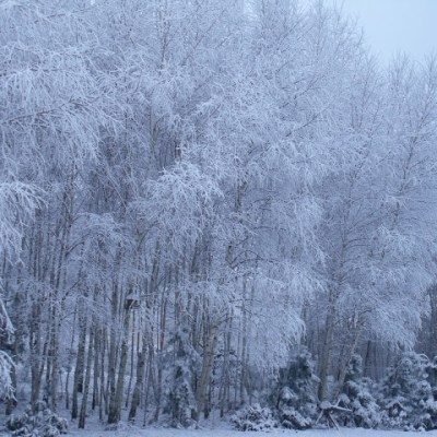 ZIMA 2010 W NASZYM&nbsp;OGRODZIE