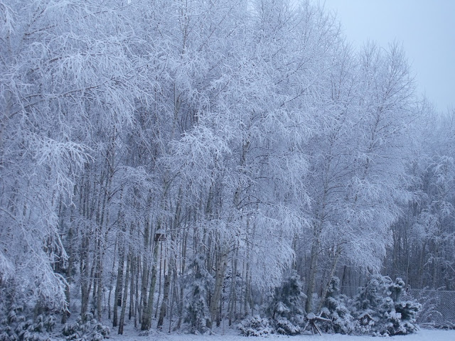 ZIMA 2010 W NASZYM OGRODZIE