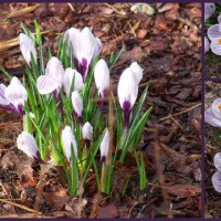 CO SŁYCHAĆ W OGRODZIE W MARCOWY PORANEK&nbsp;?