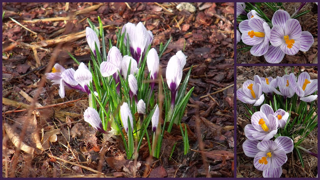 CO SŁYCHAĆ W OGRODZIE W MARCOWY PORANEK ?