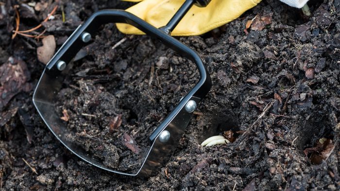 ZANIM ZIEMIA ZAMARZNIE W OGRODZIE