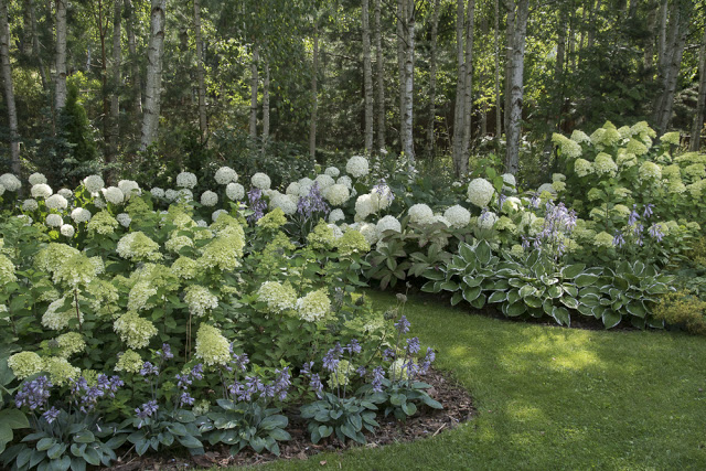 BIEL – NAJWAZNIEJSZY KOLOR W NASZYM&nbsp;OGRODZIE