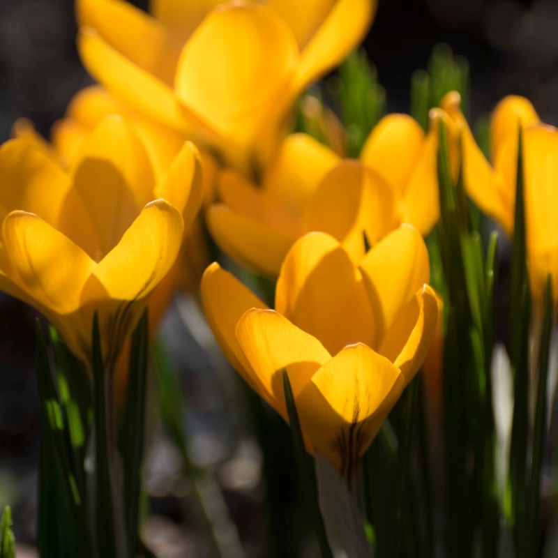 KROKUSY – WIOSENNY CZAR W&nbsp;OGRODZIE