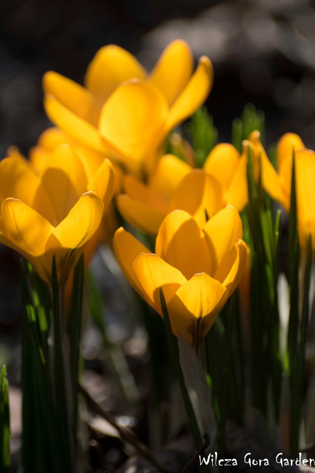 KROKUSY – WIOSENNY CZAR W&nbsp;OGRODZIE