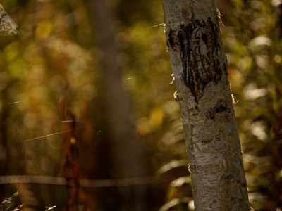 CIEPŁE, JESIENNE BARWY