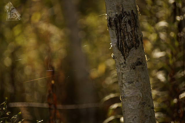 CIEPŁE, JESIENNE BARWY