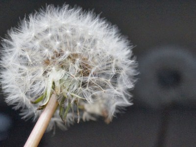 DMUCHAWCE, LATAWCE, WIATR…