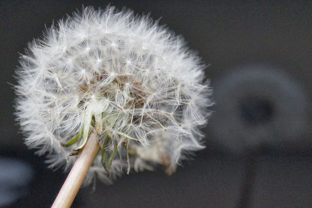 DMUCHAWCE, LATAWCE, WIATR…