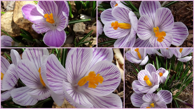 MARCOWE RADOSCI – PIERWSZE WIOSENNE KOLORY