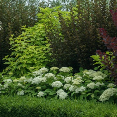 KOLOROWE LISCIE – KOLOROWY&nbsp;OGROD