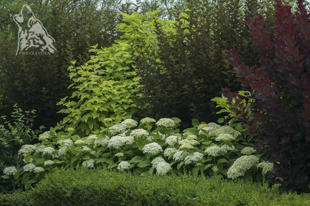 KOLOROWE LISCIE – KOLOROWY&nbsp;OGROD