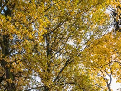 JESIENNY SPACER, CO „OSTATNIM ZŁOTEM GORE”…