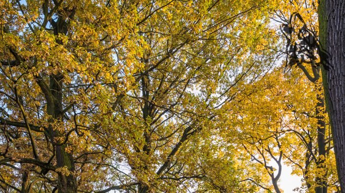 JESIENNY SPACER, CO „OSTATNIM ZŁOTEM GORE”…