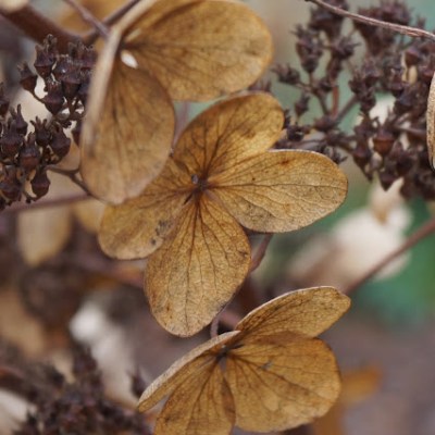 JESIENNE HORTENSJE BUKIETOWE „PINKY&nbsp;WINKY”