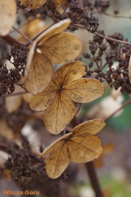 JESIENNE HORTENSJE BUKIETOWE „PINKY&nbsp;WINKY”