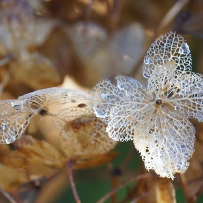 KORONKOWA ROBOTA….