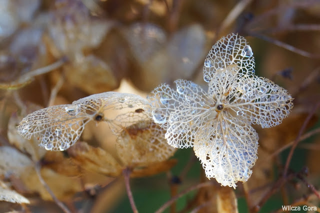 KORONKOWA ROBOTA….