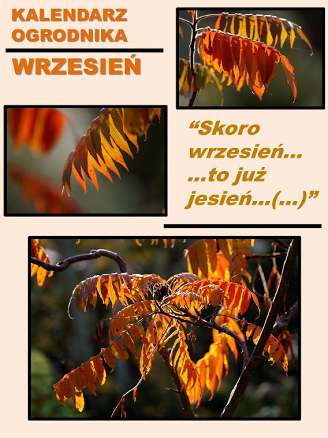 KALENDARZ OGRODNIKA –&nbsp;WRZESIEN