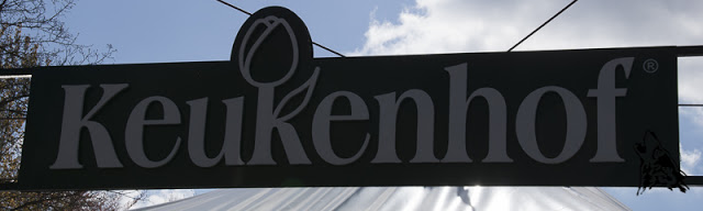 KEUKENHOF – NAJPIEKNIEJSZY WIOSENNY OGROD&nbsp;SWIATA