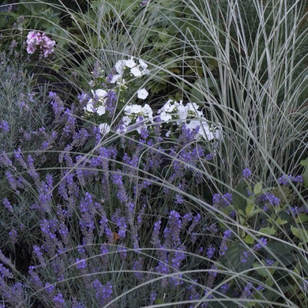 BIAŁO-FIOLETOWO … CZYLI FLOKSY I LAWENDA NA&nbsp;RABACIE…