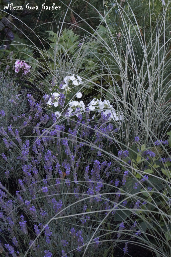 BIAŁO-FIOLETOWO … CZYLI FLOKSY I LAWENDA NA&nbsp;RABACIE…