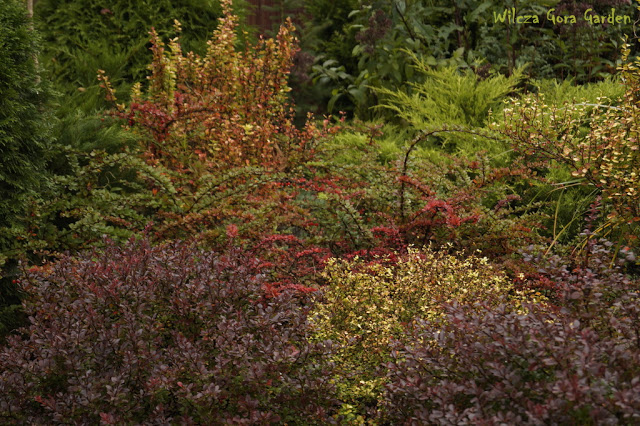 PAZDZIERNIKOWE KOLORY