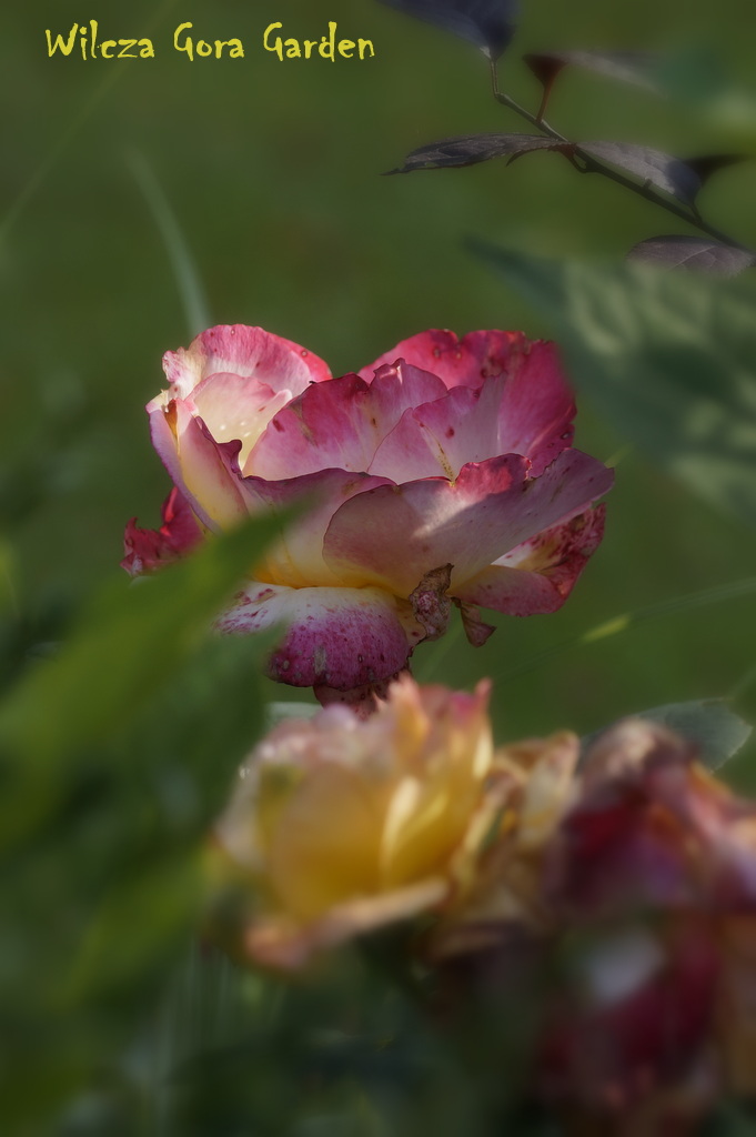 Gloria Dei (Meilland 1935) synonimy: Peace, Mme A. Meilland, Gioia