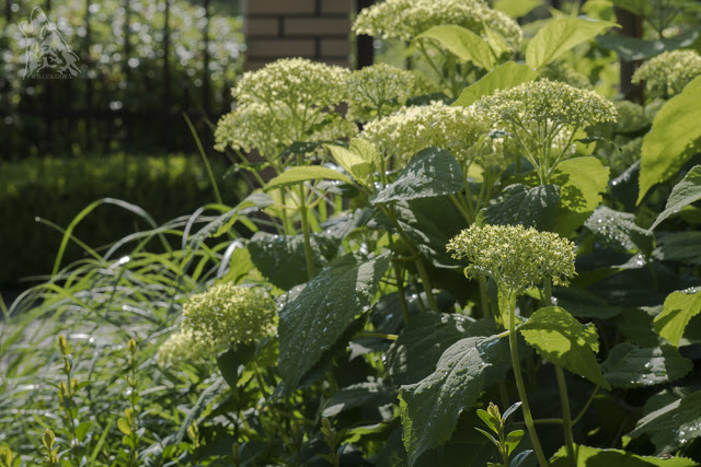 JUZ ZA CHWILECZKE… JUZ ZA MOMENCIK… HORTENSJE…