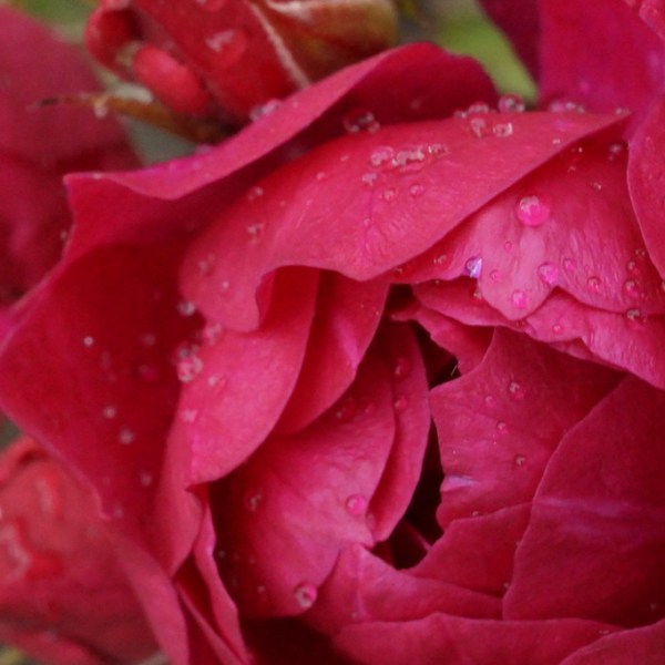 „PURPLE RAIN” roża dla miłośników&nbsp;okrywowych