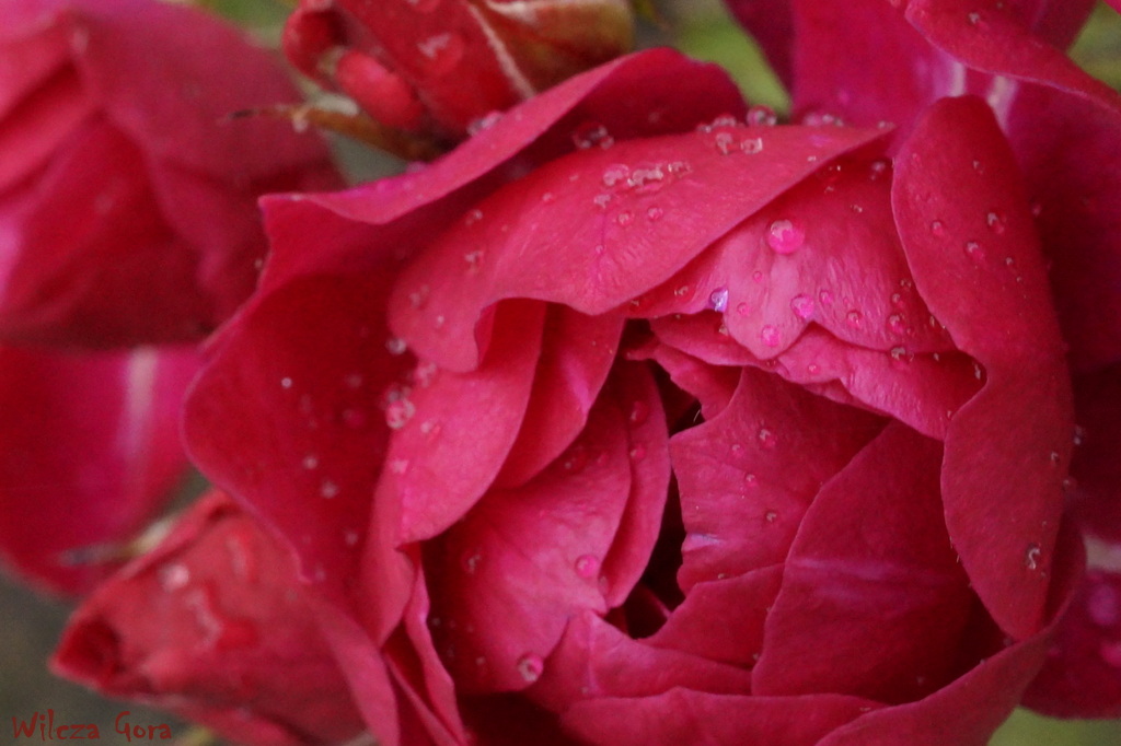 „PURPLE RAIN” roża dla miłośników okrywowych