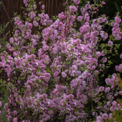 CO Z TYMI MIGDAŁKAMI, WYCINAĆ&nbsp;?