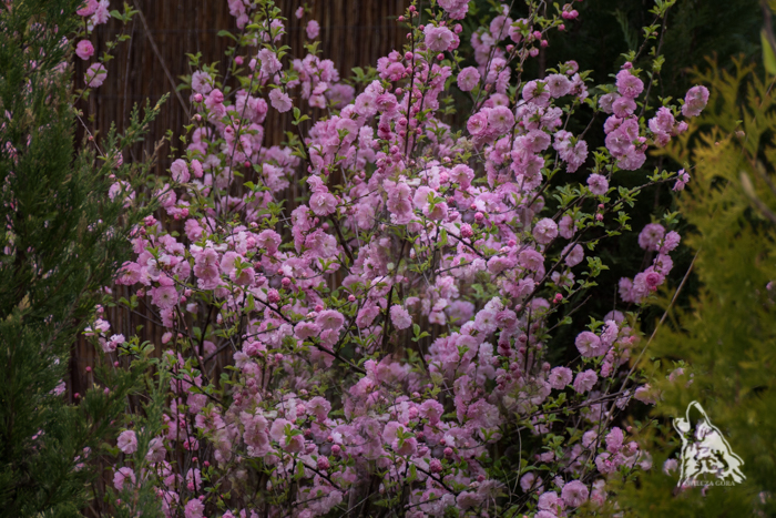 CO Z TYMI MIGDAŁKAMI, WYCINAĆ&nbsp;?