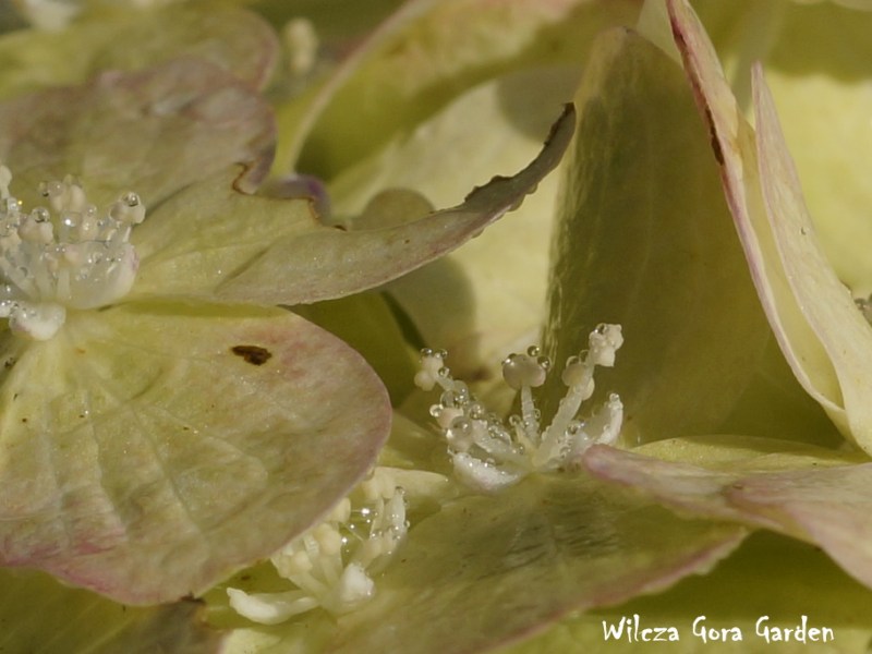 ODKRYJCIE ZE MNĄ PERŁY W KORONIE… RACZEJ KRYSZTAŁY W&nbsp;KORONIE…