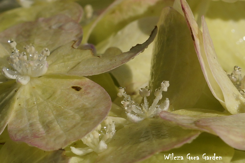 ODKRYJCIE ZE MNĄ PERŁY W KORONIE… RACZEJ KRYSZTAŁY W&nbsp;KORONIE…