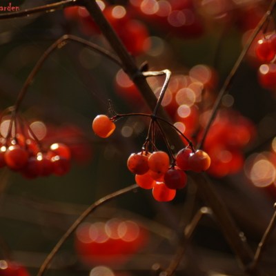 Kalina koralowa / Viburnum opulus „Compactum”