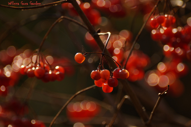 Kalina koralowa / Viburnum opulus „Compactum”