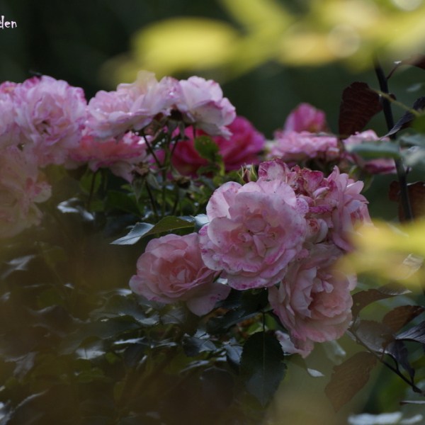 Double Delight (Herbert C. Swim, USA&nbsp;1977)