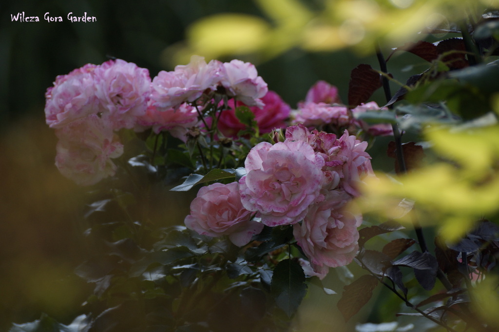 Double Delight (Herbert C. Swim, USA 1977)