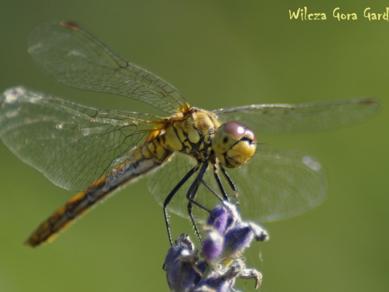 NIEZWYKLE UŚMIECHNIĘTA WAŻKA