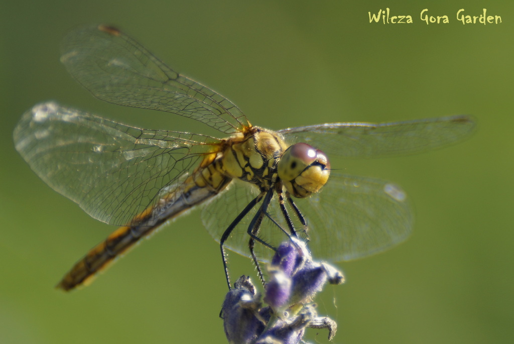 NIEZWYKLE UŚMIECHNIĘTA WAŻKA