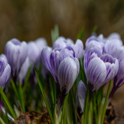 3 PORY ROKU – FIOLETOWE&nbsp;INSPIRACJE