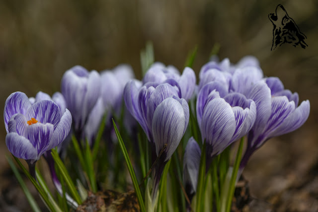 3 PORY ROKU – FIOLETOWE INSPIRACJE