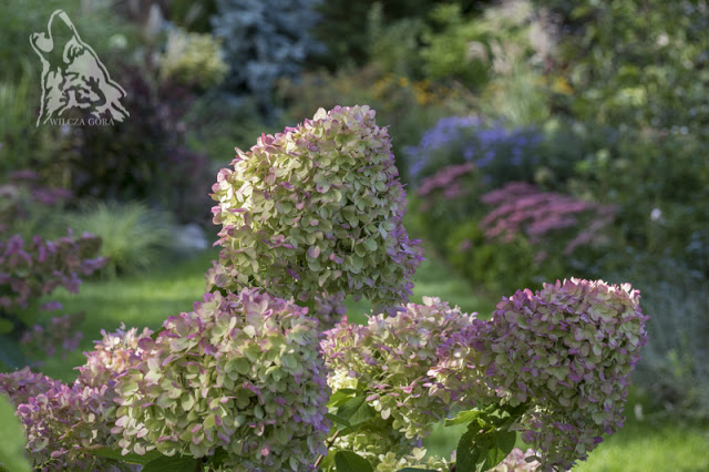 PUDROWE, RÓŻOWE, BURGUNDOWE … MOJE PAŹDZIERNIKOWE LOVE …
