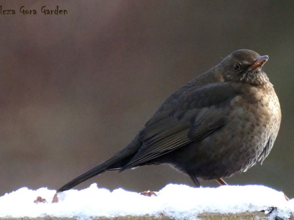 Pani Kosowa (f.Turdus&nbsp;merula)