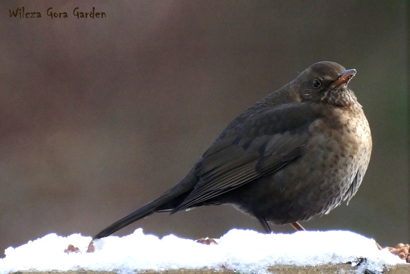 Pani Kosowa (f.Turdus&nbsp;merula)