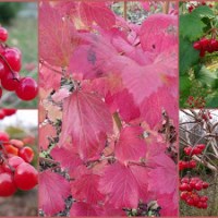 CZERWIEŃ I RÓŻ – MALARZE JESIENNEGO&nbsp;OGRODU