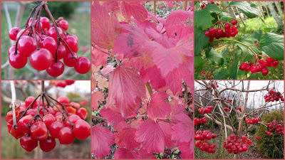 CZERWIEŃ I RÓŻ – MALARZE JESIENNEGO OGRODU