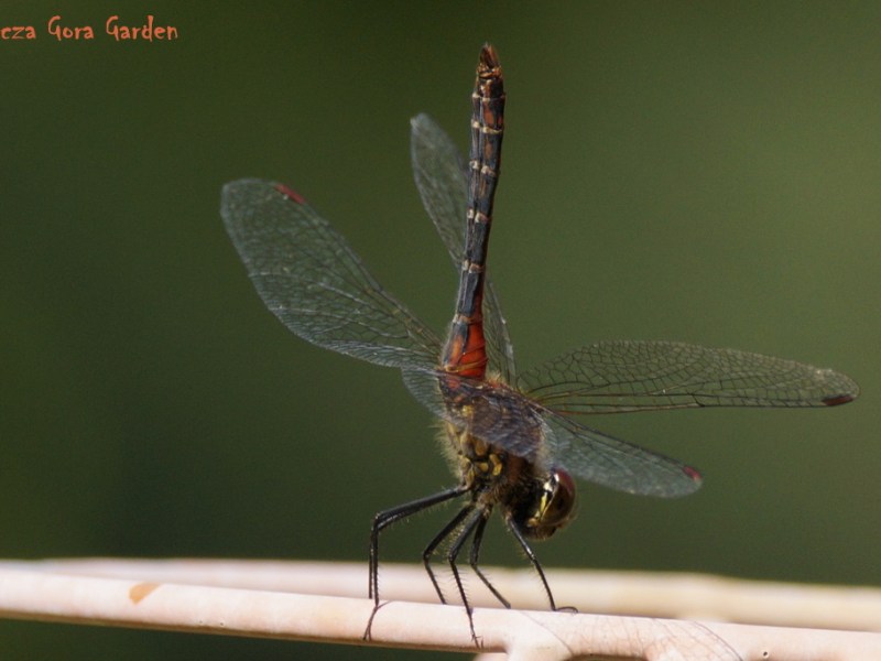 AKROBACJI C.D – WAŻKA&nbsp;CYRKÓWKA…
