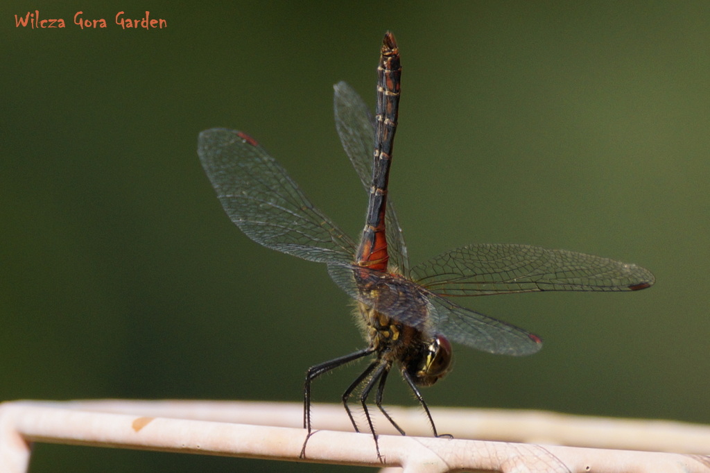 AKROBACJI C.D – WAŻKA CYRKÓWKA…