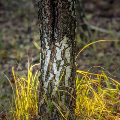 LIŚĆ-OPADŁ, ŻEGNAMY JESIEŃ I&nbsp;LISTOPAD